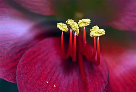 Free Images Blossom Petal Bloom Pollen Red Yellow Pink Flora