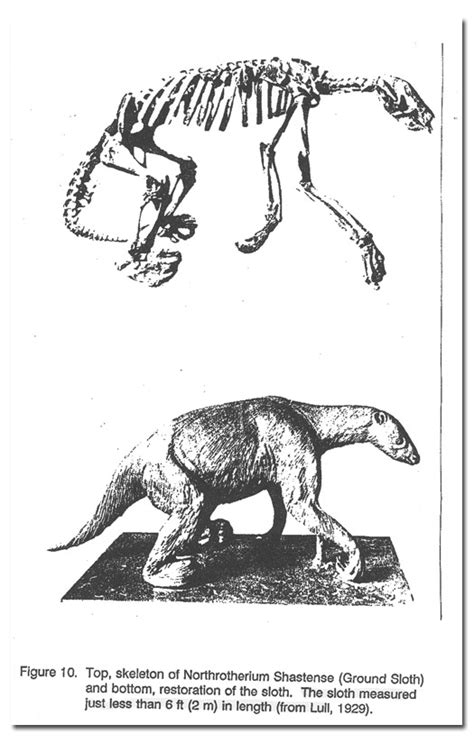 Shasta Ground Sloth (Nothrotheriops shastensis) - DesertUSA