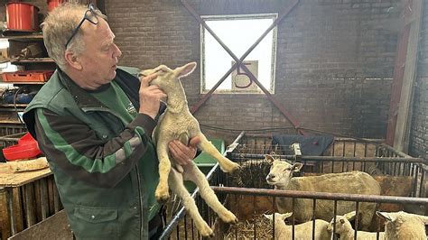 Boer Wilko Verloor Schapen Aan Blauwtongvirus En Is Bang Voor