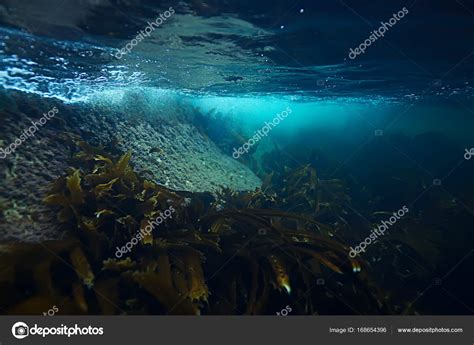 Beautiful laminaria seaweed Stock Photo by ©xload 168654396