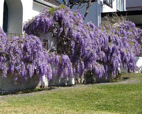 Plante Tombante Cultivez Votre Jardin Intérieur En 41 Photos