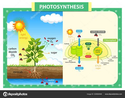 Diagram Menunjukkan Proses Fotosintesis Pada Ilustrasi Tanaman Vektor