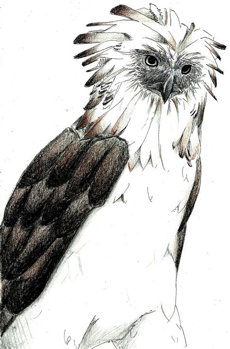 Philippine Eagle Drawing at PaintingValley.com | Explore collection of ...