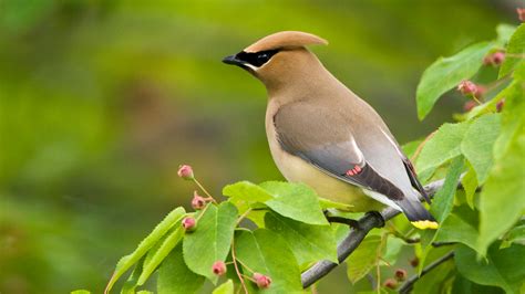 Waxwings Really Have Wax Wings - Cool Green Science