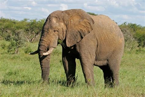Female african elephant Stock Photos, Royalty Free Female african ...