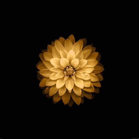 gold flower wallpaper 5