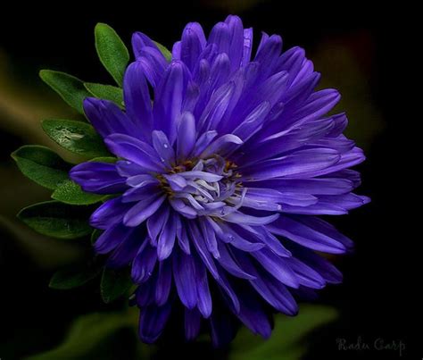 August blue: Photo by Photographer Radu Carp | Purple roses, Flower ...