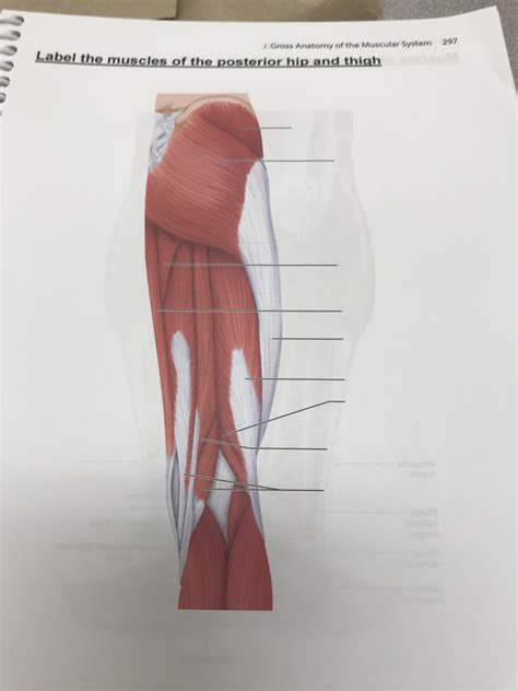 Muscles Of The Posterior Hip And Thigh Diagram Quizlet