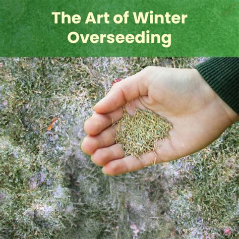 Transform Your Lawn The Art Of Winter Overseeding Landzie