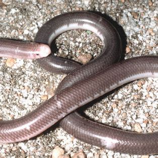 Gwardar or Western Brown Snake. Juvenile showing typical neonatal head ...