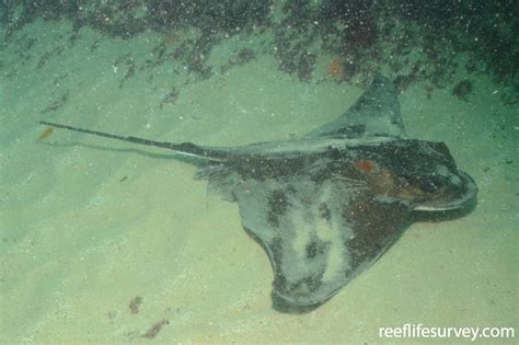 Myliobatis Aquila Common Eagle Ray