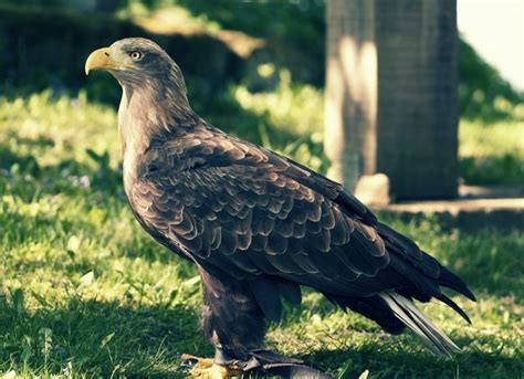 🦅 ¡estas Son Las Águilas MÁs Grandes Del Mundo