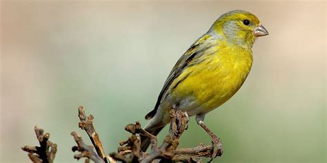 12 Jenis Burung Kecil Yang Rajin Bunyi Dan Bagus Dipelihara Pintarpet