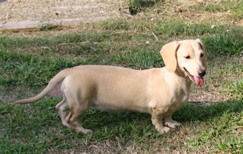 About English Cream Dachshund Genetics And Traits In 2020 With Images