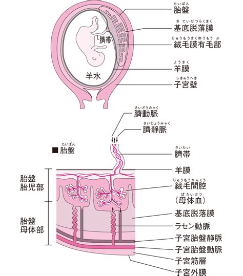 胎盤の構造はどうなっているの？｜看護roo カンゴルー