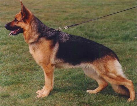 The German Shepherd: German Shepherd Colors