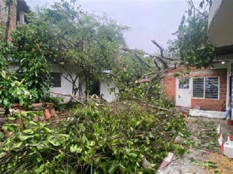 Cayó árbol de gran tamaño en 3 casas en un barrio de Cali las fuertes