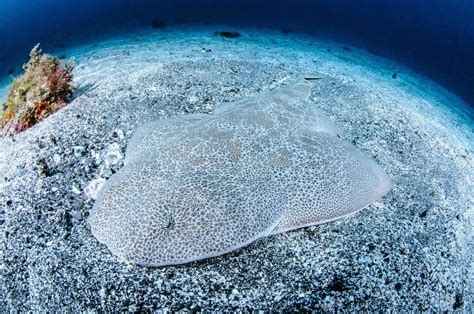 11 Angel Shark Facts