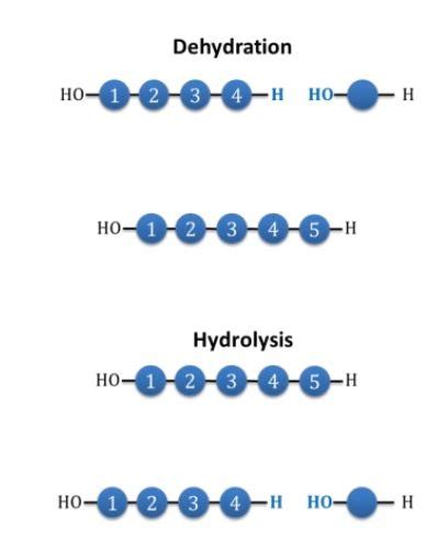 3 The Molecules Of Life Flashcards Quizlet