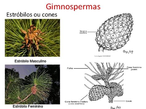 Estrobilo Gimnospermas - GIMNOSPERMAS Caracteristcas Gerais das Plantas Gimnospermas Primeiro grupo