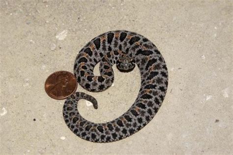 Picture Of Baby Pygmy Rattlesnake - Baby Viewer