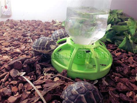 Abreuvoir Terrarium Turtle Shop