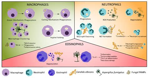 JoF Free Full Text A Fun Guide To Innate Immune Responses To Fungal