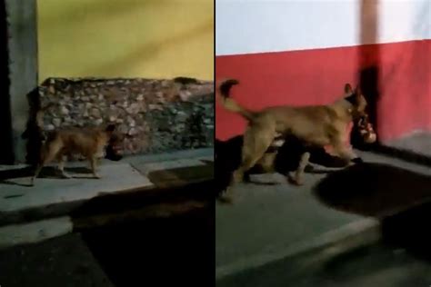 Graban en México a un perro con una cabeza humana en la boca Marca