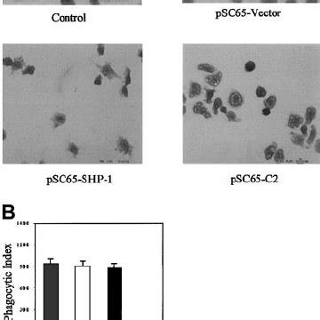 Overexpression Of SHP 1 In J774A 1 Cells Inhibits Phagocytosis A