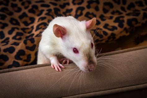 Fancy Pet Rat Sofa Stock Photo Image Of Ruby Docile 145585904