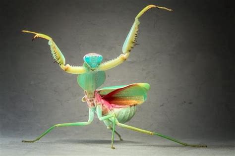 The Legacy Unveiled A Deep Dive Into The History Of Praying Mantis