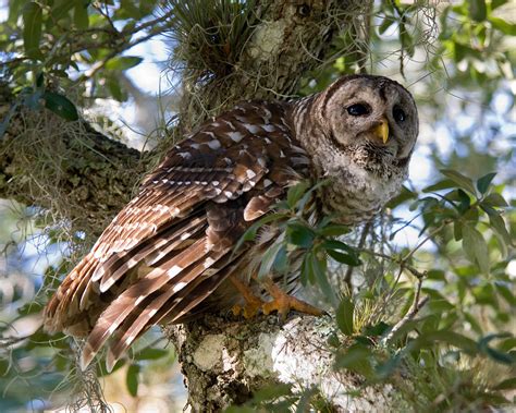 Barred Owl Strix Varia Barred Owl Strix Varia Taken A Flickr