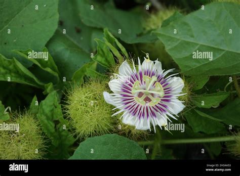 Passiflora Foetida Also Called Passiflora Foetida Stinking Passionflower Wild Maracuja Bush