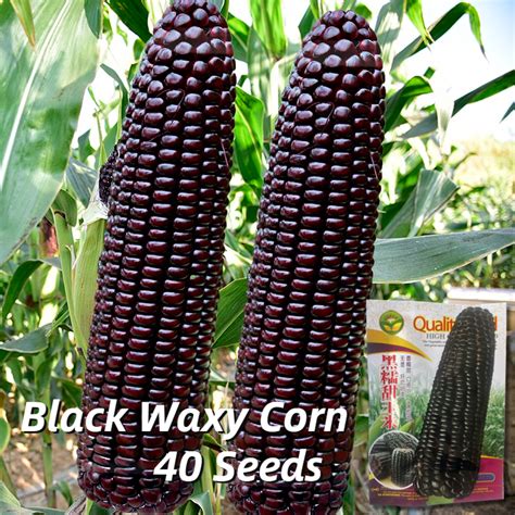 High Yield Sweet Glutinous Black Corn Seeds 40 Seed Hybrid Purple