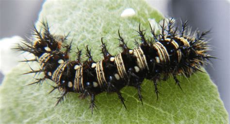 Caterpillar Identification Guide: Find Your Caterpillar With Photos and ...