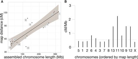 The Evolution Of Widespread Recombination Suppression On The Dwarf