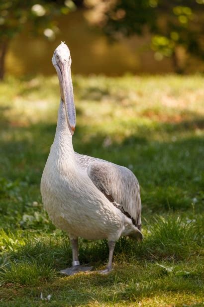 Pelican Free Stock Photo Public Domain Pictures