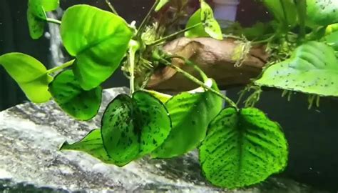 How To Get Rid Of Black Spots On Aquarium Plants 5 Root Causes