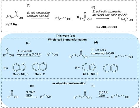 Biocatalytic reduction of α β unsaturated carboxylic acids to allylic