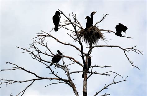 Best Cormorant Nesting Stock Photos, Pictures & Royalty-Free Images ...