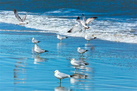 Crash And Burn Sea Gulls Are As Masterful In Flight As Any Flickr