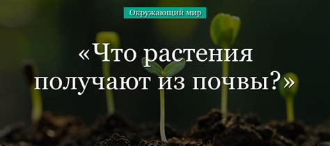 Что растения получают из почвы кратко что берут 3 класс окружающий мир