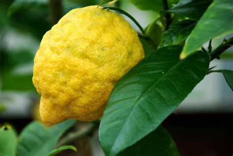 Zedrat - Aromatherapie