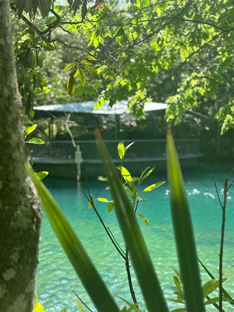 The Healing Waters of Homosassa: What Makes These Springs Special
