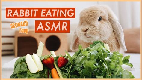 Bunny Eating Crunchy Food Asmr Wahlietv Youtube