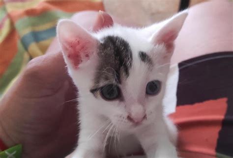 Duca Gato Adoptado En Novelda Alicante Bamb Difunde