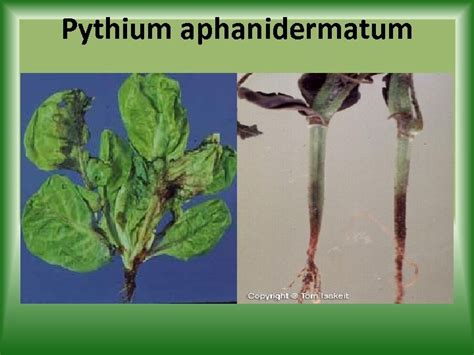 Pythium Aphanidermatum Reino Fungi Clase Oomicetos Orden Pythiales