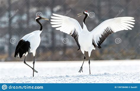 Dancing Cranes The Ritual Marriage Dance Of Cranes The Red Crowned