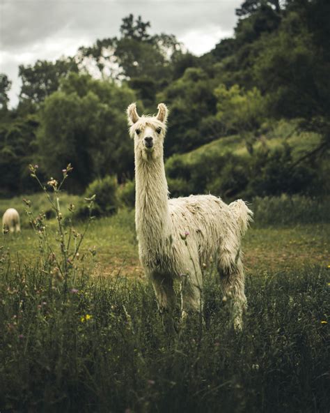 Llama Photos, Download The BEST Free Llama Stock Photos & HD Images