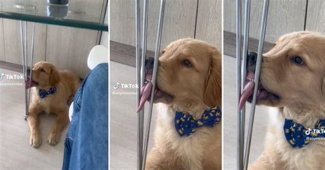 Tiktok Viral Perrito Hace Re R A Los Usuarios Por Su Forma De